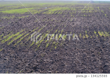 Emerging Crops Thriving on Fertile Soil for Sustainable Agricultural Practices and Biodiversity 134125593