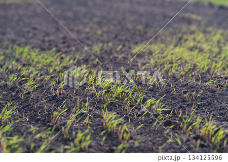Emerging Green Shoots on Fertile Soil, Promoting a Flourishing Future for Natures Bounty Emerging Green Shoots on Fertile Soil, Promoting a Flourishing Future for Natures Bounty 134125596