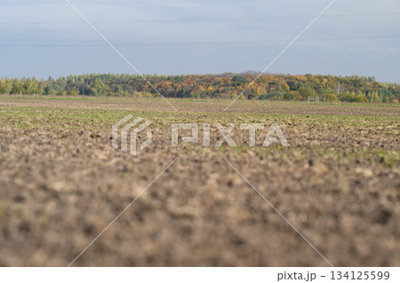 This is an expansive agricultural landscape adorned with beautiful autumn trees that thrive, This is an expansive agricultural landscape adorned with beautiful autumn trees that thrive, 134125599