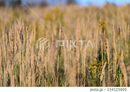 Golden Grasses in a Sunlit Field on a beautiful day surrounded by natures vibrant scenery Golden Grasses in a Sunlit Field on a beautiful day surrounded by natures vibrant scenery 134125605