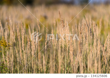 Golden Grasses Gracefully Surrounding Us in a Beautifully Sunlit Field of Lush Green Nature Golden Grasses Gracefully Surrounding Us in a Beautifully Sunlit Field of Lush Green Nature 134125606