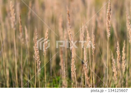 A gentle breeze moves through tall grass fields, capturing a beautiful moment in soft focus 134125607
