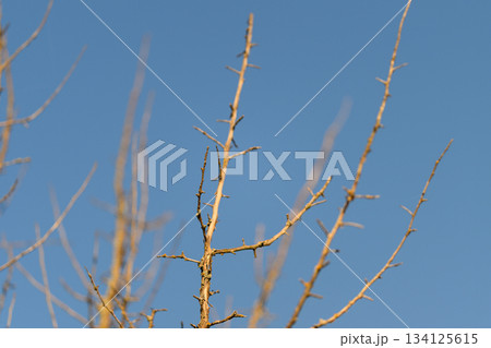 Bare branches silhouetted against a clear and bright blue sky create a striking visual 134125615