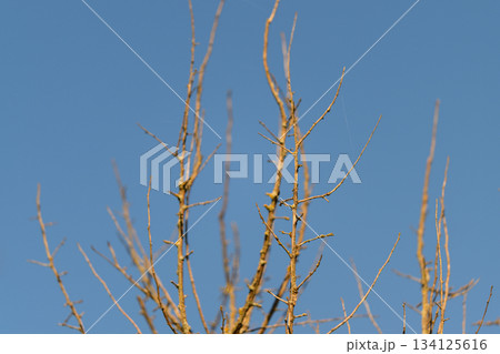 Barren and Leafless Tree Branches Set Against a Clear, Calm, and Bright Blue Sky 134125616