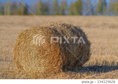 Beautifully Harvested Fields with Bales Sitting Under Clear and Bright Blue Skies Today Beautifully Harvested Fields with Bales Sitting Under Clear and Bright Blue Skies Today 134125629