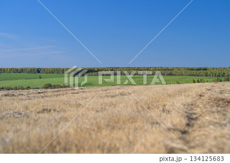 Breathtaking Scenic Landscape Featuring Beautiful Golden Fields Surrounded by Green Forests 134125683