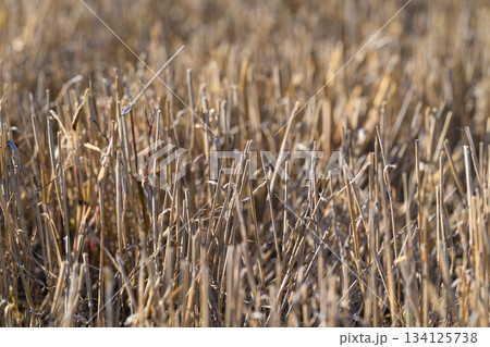 The beautiful golden wheat field stands proud and empty after a bountiful harvest in autumn 134125738