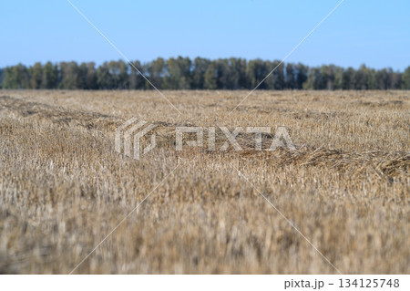 A Beautiful Golden Wheat Field Spreading Out Under a Clear and Bright Blue Sky Above A Beautiful Golden Wheat Field Spreading Out Under a Clear and Bright Blue Sky Above 134125748