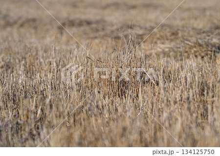 Golden Grasses in Sunlight A Beautiful Display Capturing Natures Amazing Beauty Golden Grasses in Sunlight A Beautiful Display Capturing Natures Amazing Beauty 134125750