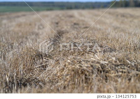 A Harvested Field of Golden Wheat Stubble, showcasing the beauty of agricultural landscapes 134125753