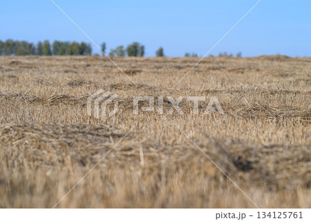 Golden fields of harvested grain stretching under a clear blue sky create a stunning view 134125761