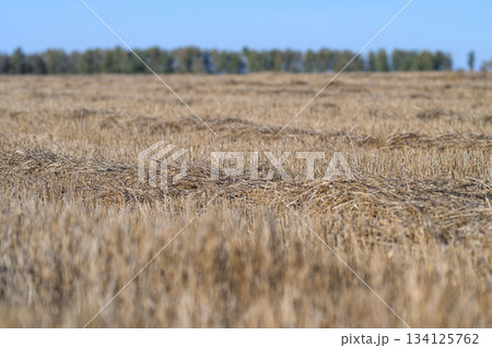 The sprawling Golden Fields Extend Out Underneath a Clear, Expansive Blue Sky Overhead The sprawling Golden Fields Extend Out Underneath a Clear, Expansive Blue Sky Overhead 134125762