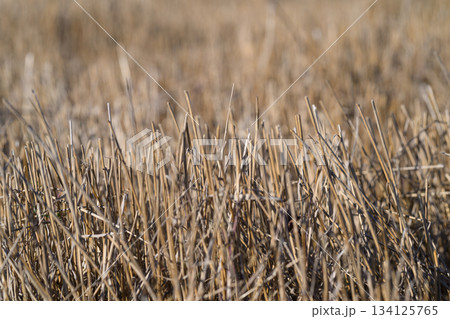 A Dried Grass Field in beautiful Autumn Light fills the landscape with warmth and beauty A Dried Grass Field in beautiful Autumn Light fills the landscape with warmth and beauty 134125765
