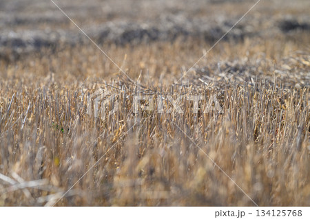 Golden Harvest Field in a beautiful landscape, showcasing natures bounty and abundance 134125768