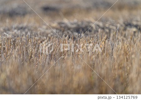 Golden Grasses in a Soft Focus landscape, showcasing the enchanting details of nature Golden Grasses in a Soft Focus landscape, showcasing the enchanting details of nature 134125769