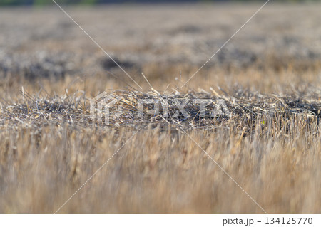Expansive Golden Fields Filled with Harvested Crops Beneath a Beautiful Clear Sky Expansive Golden Fields Filled with Harvested Crops Beneath a Beautiful Clear Sky 134125770