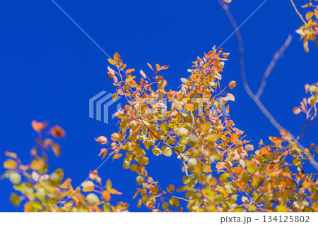 The Vibrant Autumn Leaves in Various Beautiful Shades are Set Against a Stunning Clear Blue Sky 134125802