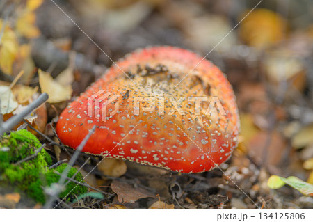 A vibrant and striking red mushroom stands out beautifully among colorful autumn leaves A vibrant and striking red mushroom stands out beautifully among colorful autumn leaves 134125806