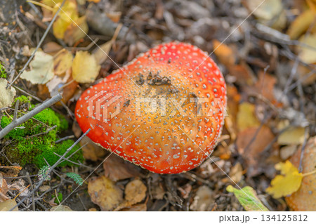 A Vibrant Red Mushroom is found prominently displayed on the Forest Floor, captivating the eye 134125812