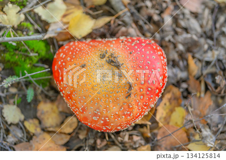 Discover the vibrant red mushroom thriving in its natural habitat, surrounded by lush greenery Discover the vibrant red mushroom thriving in its natural habitat, surrounded by lush greenery 134125814