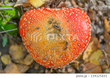 A unique, heartshaped, vibrant red mushroom stands out on the forest floor, captivating all A unique, heartshaped, vibrant red mushroom stands out on the forest floor, captivating all 134125831