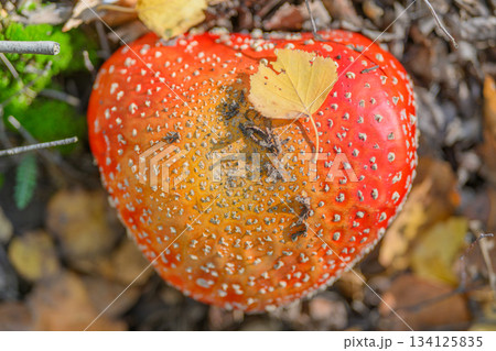 A Vibrant Red Mushroom Surrounded by Colorful Autumn Leaves Spreading Beauty All Around A Vibrant Red Mushroom Surrounded by Colorful Autumn Leaves Spreading Beauty All Around 134125835