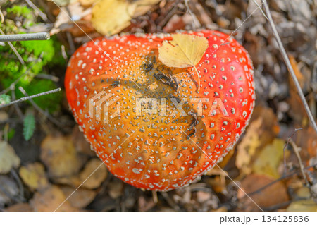 A Vibrant Red Mushroom Exhibiting Unique Features Found in Its Natural Habitat Environment A Vibrant Red Mushroom Exhibiting Unique Features Found in Its Natural Habitat Environment 134125836