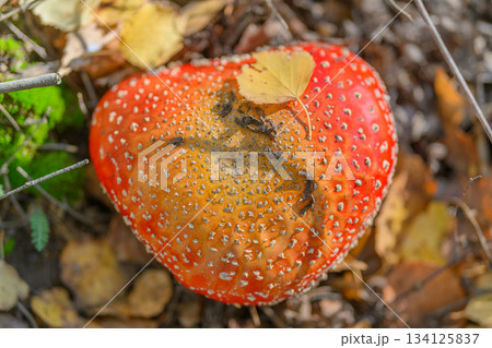 A Vibrant Red Mushroom with a Bright Orange Cap and Distinct Spots in the Forest Environment 134125837