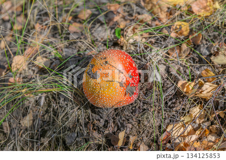 The Vibrant Red Mushroom Thrives in Its Natural Habitat Surrounded by Diverse Flora and Fauna The Vibrant Red Mushroom Thrives in Its Natural Habitat Surrounded by Diverse Flora and Fauna 134125853