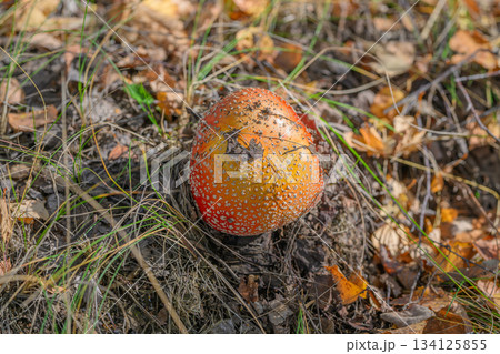 A Vibrant Red Mushroom Popping Up in a Beautiful Forest Setting Surrounded by Natures Wonders A Vibrant Red Mushroom Popping Up in a Beautiful Forest Setting Surrounded by Natures Wonders 134125855