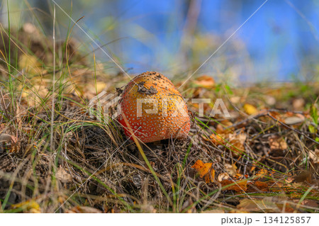A Vibrant Mushroom Emerging Beautifully from the Lush Forest Floor in Autumn Colors A Vibrant Mushroom Emerging Beautifully from the Lush Forest Floor in Autumn Colors 134125857