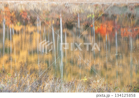 秋の県民の森荒沼 秋の県民の森荒沼 134125858