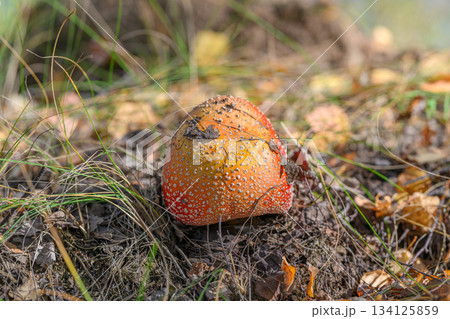 A Vibrant and Striking Red Mushroom Grows Amidst Colorful Autumn Leaves and Grass A Vibrant and Striking Red Mushroom Grows Amidst Colorful Autumn Leaves and Grass 134125859