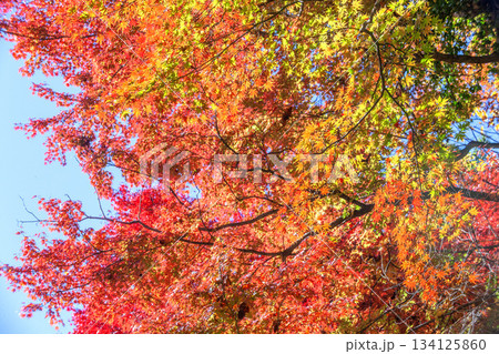 もみじ紅葉 もみじ紅葉 134125860