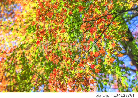 もみじ紅葉 もみじ紅葉 134125861