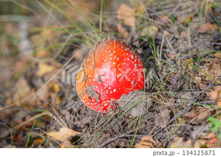A Vibrant Red Mushroom Resides Among Fallen Leaves in a Beautiful Forest Setting 134125871