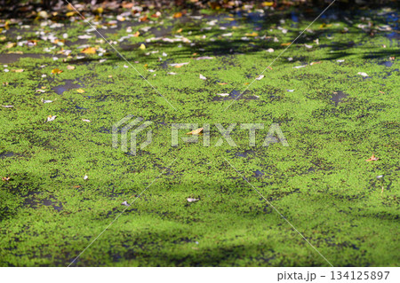 The surface of the pond, lushly covered in vibrant green algae, brings beauty and calm in autumn The surface of the pond, lushly covered in vibrant green algae, brings beauty and calm in autumn 134125897