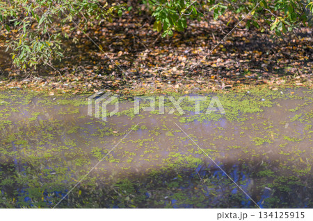 A serene and tranquil pond adorned with lush greenery and vibrant algae reflecting its beauty 134125915
