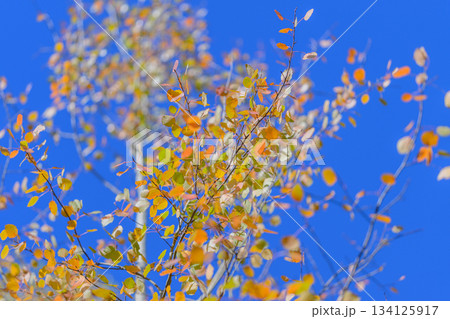 Vibrant and Colorful Autumn Leaves Framed Beautifully Against a Clear and Bright Blue Sky Vibrant and Colorful Autumn Leaves Framed Beautifully Against a Clear and Bright Blue Sky 134125917