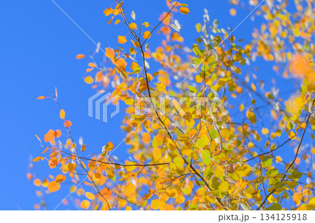The Stunning Vibrant Autumn Leaves Set Against a Clear and Bright Blue Sky Above The Stunning Vibrant Autumn Leaves Set Against a Clear and Bright Blue Sky Above 134125918