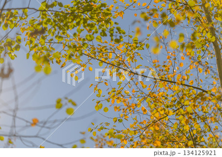 The Beautiful Autumn Leaves That Dance Against the Clear Blue Sky Creating a Stunning View The Beautiful Autumn Leaves That Dance Against the Clear Blue Sky Creating a Stunning View 134125921