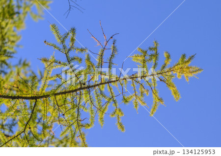 CloseUp View of a Beautiful Green Needle Like Pine Branch Set Against a Clear Blue Sky 134125953