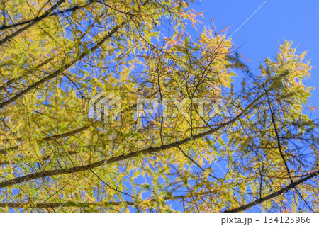 The Vibrant Green and Yellow Needle Creates a Beautiful Contrast Against the Clear Blue Sky 134125966