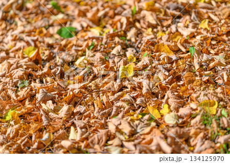 The Ground is Covered with Colorful Autumn Leaves in Vibrant Hues of Red and Gold The Ground is Covered with Colorful Autumn Leaves in Vibrant Hues of Red and Gold 134125970