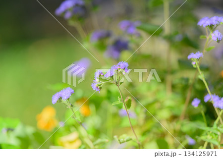 Vibrant and Beautiful Purple Flowers Blooming in a Lush, Green Garden Full of Life Vibrant and Beautiful Purple Flowers Blooming in a Lush, Green Garden Full of Life 134125971