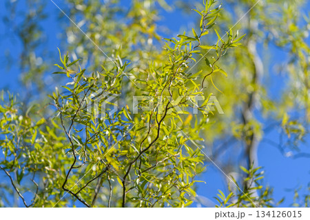 Lush green leaves beautifully contrasting against a clear azure blue sky during summer days Lush green leaves beautifully contrasting against a clear azure blue sky during summer days 134126015