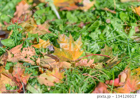 The Beauty of Autumn Leaves Gracefully Resting on Green Grass in a Natural Scenic Setting The Beauty of Autumn Leaves Gracefully Resting on Green Grass in a Natural Scenic Setting 134126017