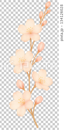 Spring vertical element depicting delicate cherry blossom branches and buds, elegant spring decoration with soft-colored cherry blossoms blooming, buds at the ends of the branches 134126028