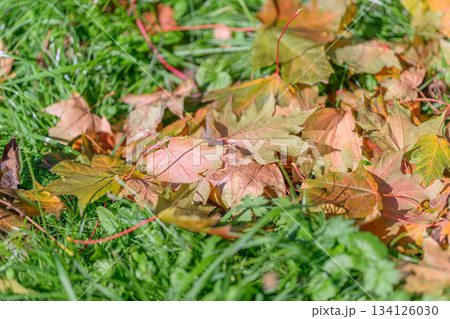 The vibrant and colorful autumn leaves lay beautifully scattered on the lush green grass 134126030