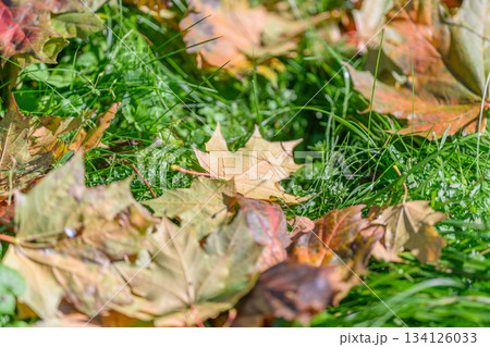 The Beautiful Autumn Leaves Resting on Lush Green Grass in a Picturesque and Serene Park Setting The Beautiful Autumn Leaves Resting on Lush Green Grass in a Picturesque and Serene Park Setting 134126033